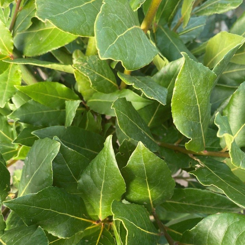 Large Bay Tree 120-130cm 10L - Buy Plants Online from  Web Garden Centre - Just £65! 