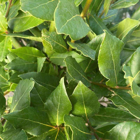 Large Bay Tree 140cm 10L - Buy Plants Online from  Web Garden Centre - Free Delivery