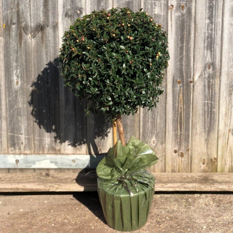Large Mini Myrtle 70cm 3L - Buy Plants Online from  Web Garden Centre - Just £39! 