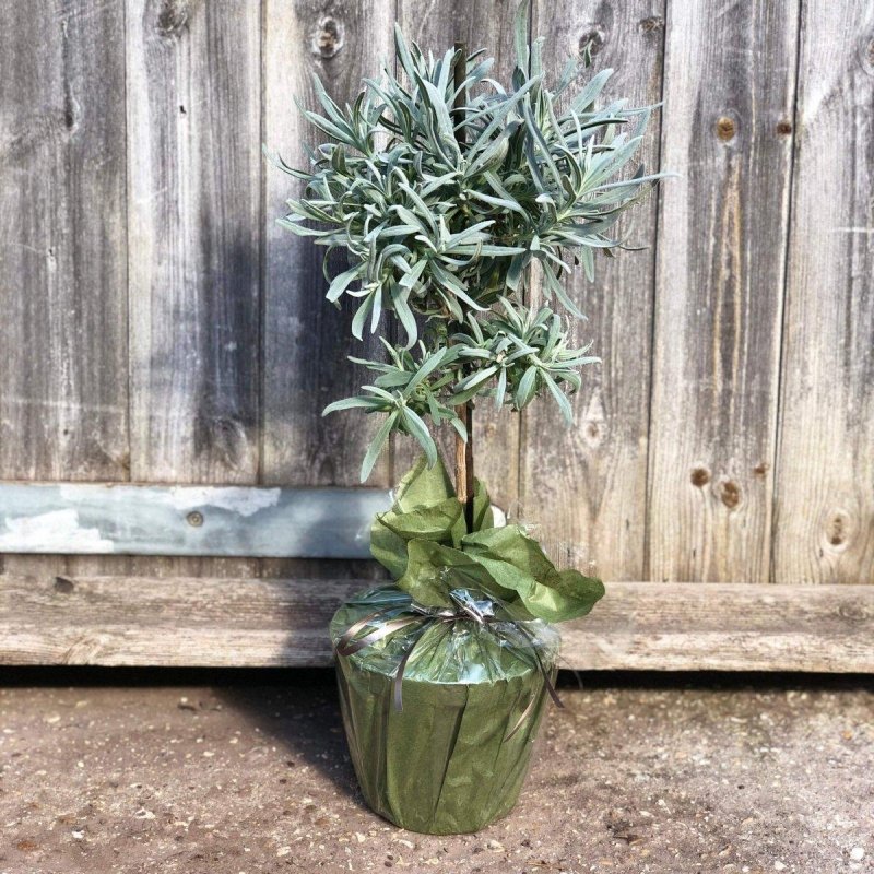 Lavender Mini Stem 25-30cm 1.5L - Buy Plants Online from  Web Garden Centre - Just £24! 