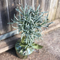 Lavender Mini Stem 25-30cm 1.5L - Buy Plants Online from  Web Garden Centre - Just £24! 