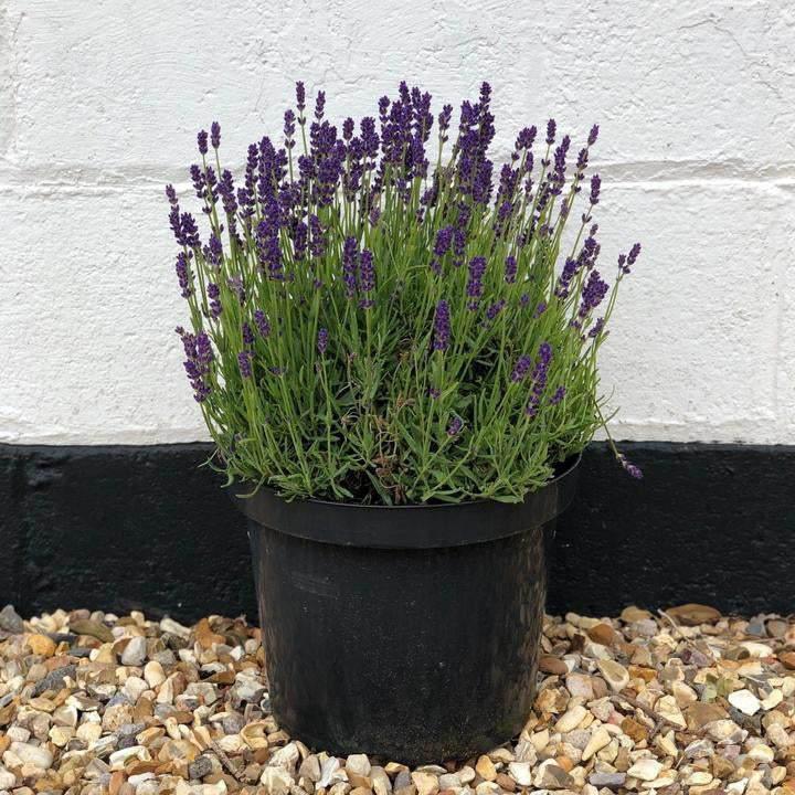 Lavender Munstead 40-60cm 7.5L - Buy Plants Online from  Web Garden Centre - Just £40! 