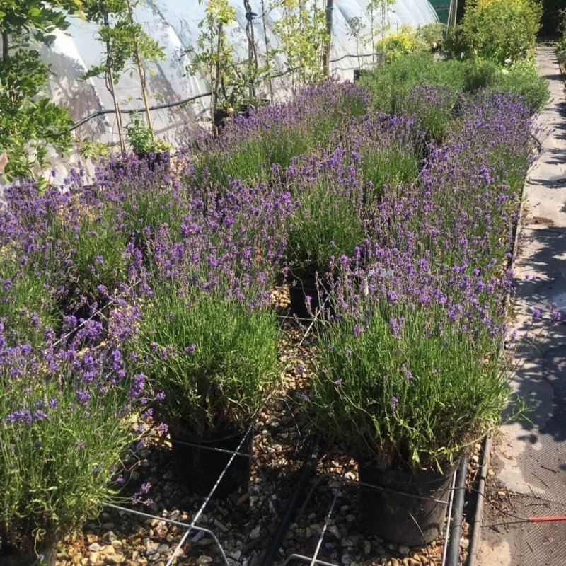 Lavender Munstead 40-60cm 7.5L - Buy Plants Online from  Web Garden Centre - Just £40! 