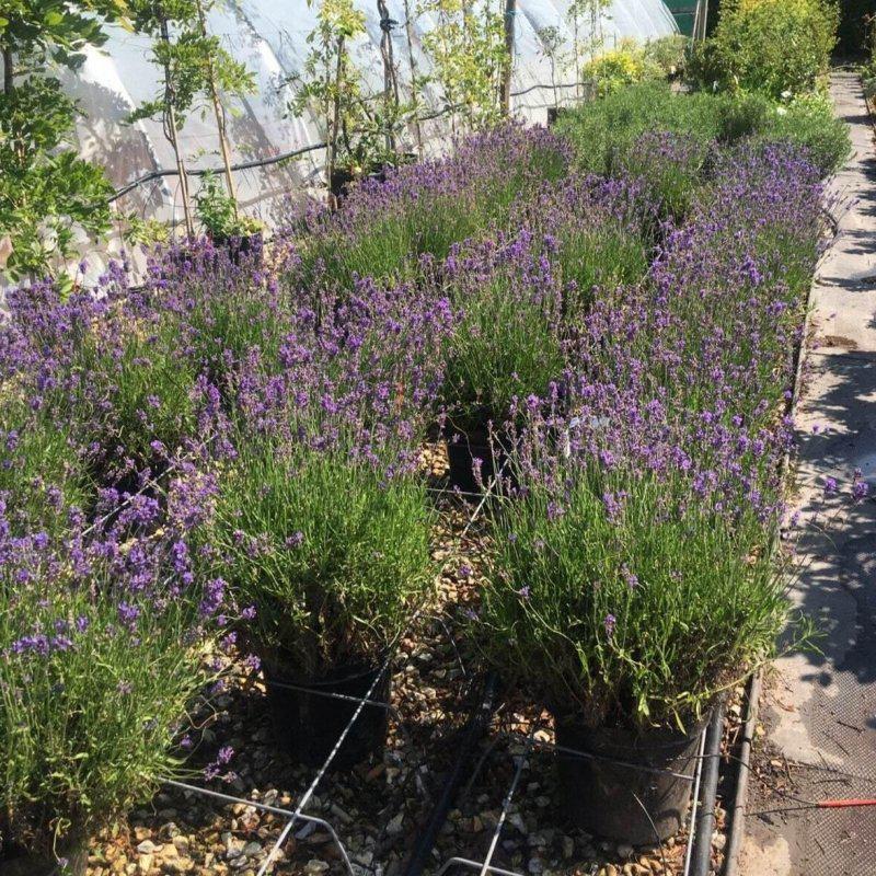 lavender munstead planting distance Lavender Munstead 40-60cm 7.5L – Web Garden Centre