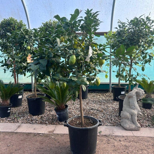 Lemon Citrus Tree 160-180cm 30L - Web Garden Centre