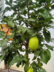 Lemon Citrus Tree 160-180cm 30L - Buy Plants Online from  Web Garden Centre - Just £220! 