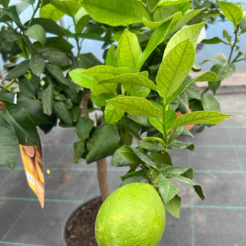 Lemon Citrus Tree 70-80cm 5L - Buy Plants Online from  Web Garden Centre - Just £45! 