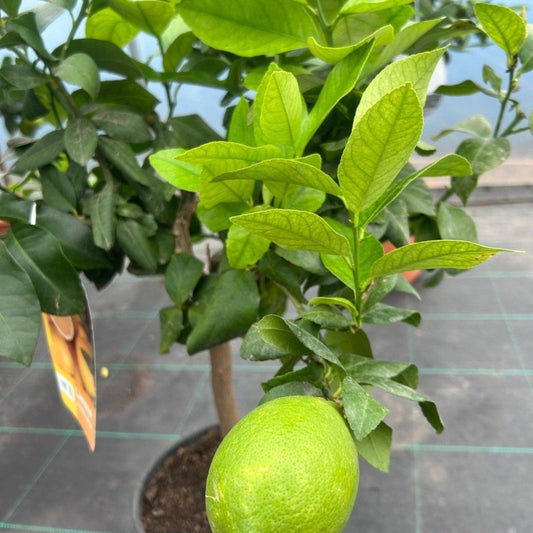 Lemon Citrus Tree 80-100cm 5L - Web Garden Centre