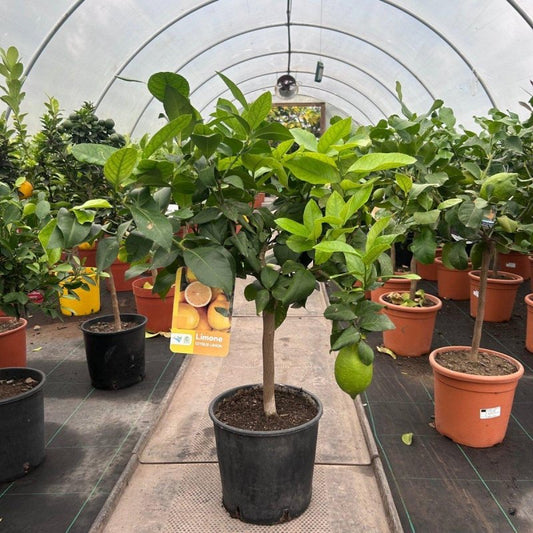 Lemon Citrus Tree 80-100cm 5L - Web Garden Centre