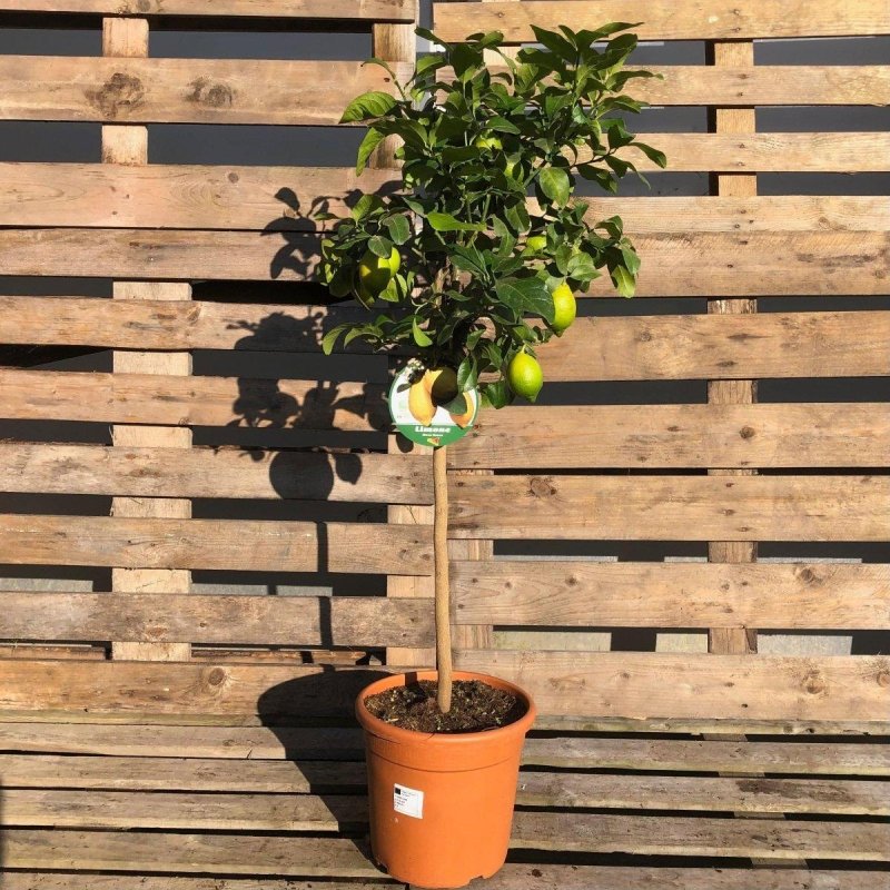 Lemon Citrus Tree 90-100cm 12L - Web Garden Centre
