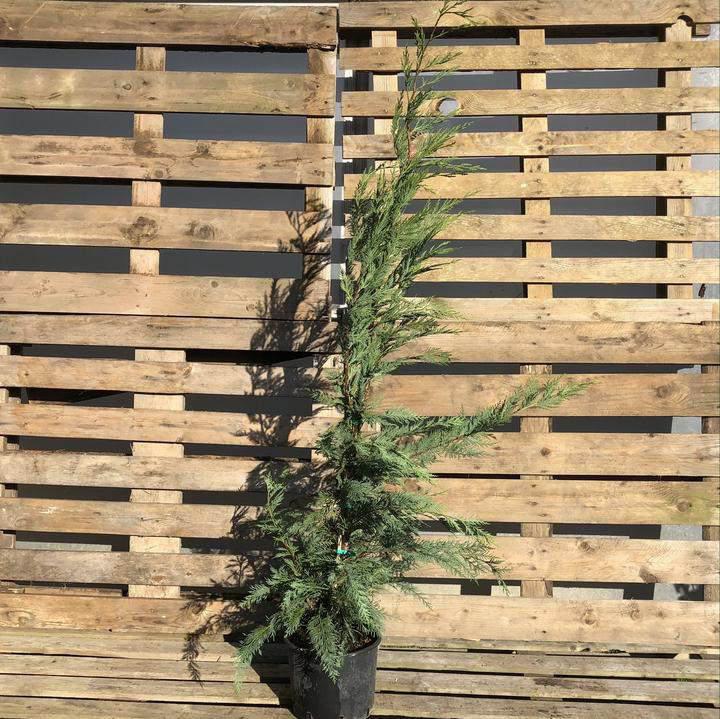 Leylandii Container Grown Hedging Plant - Buy Plants Online at Web Garden Centre