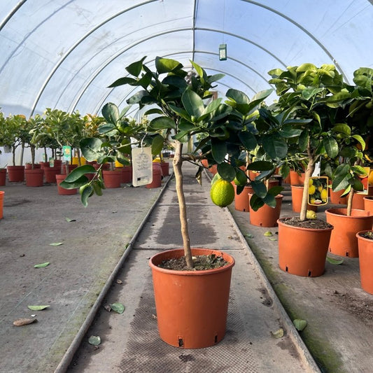 Lime Citrus Tree 70cm 5L - Buy Plants Online from  Web Garden Centre - Just £45! 