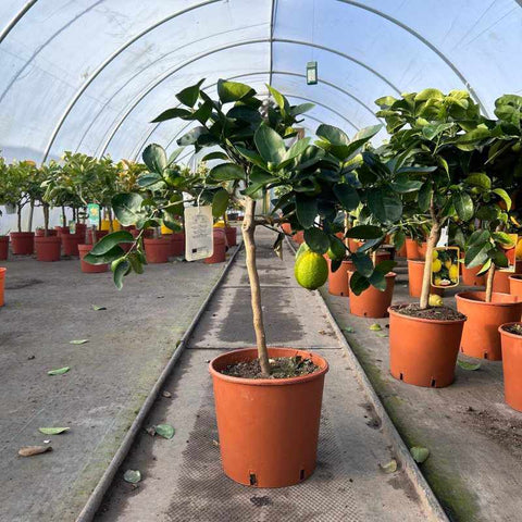 Lime Citrus Tree 70cm 5L - Buy Plants Online from  Web Garden Centre - Free Delivery