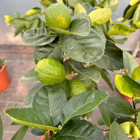 Lime Citrus Tree 70cm 5L - Buy Plants Online from  Web Garden Centre - Free Delivery