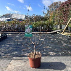 Magnolia Tree Stellata 80-100cm 3L - Web Garden Centre