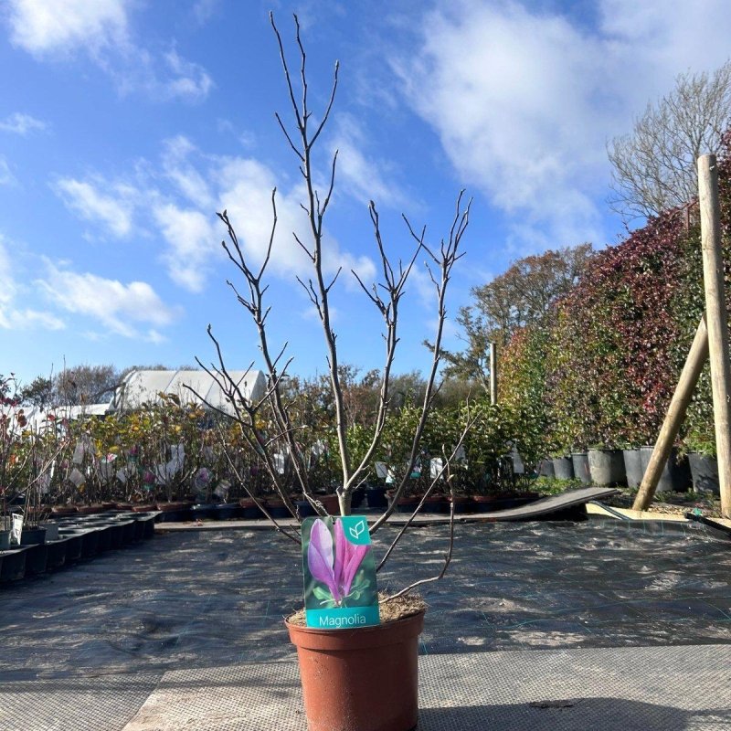 Magnolia Tree Susan 100-120cm 3L - Buy Plants Online from  Web Garden Centre - Just £35! 