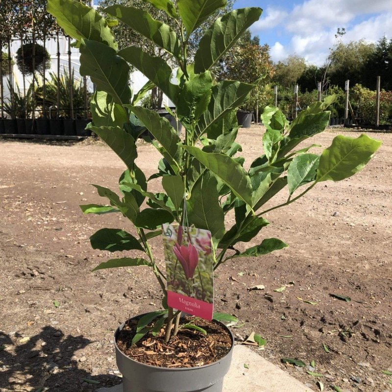 Magnolia Tree Susan 100-120cm 3L - Buy Plants Online from  Web Garden Centre - Just £35! 