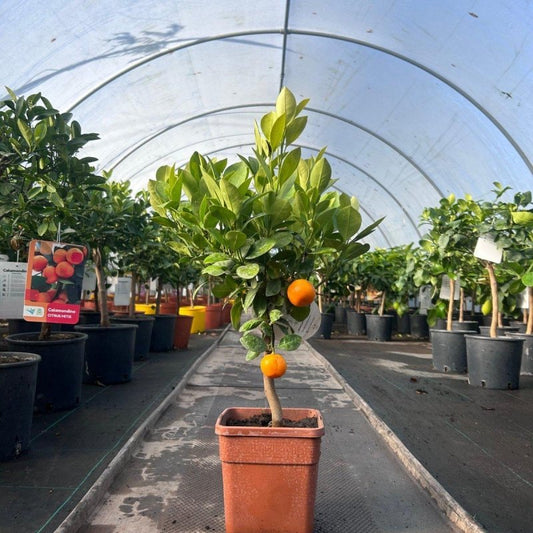 Mini Calamondin Citrus Tree 40-60cm 2L - Web Garden Centre