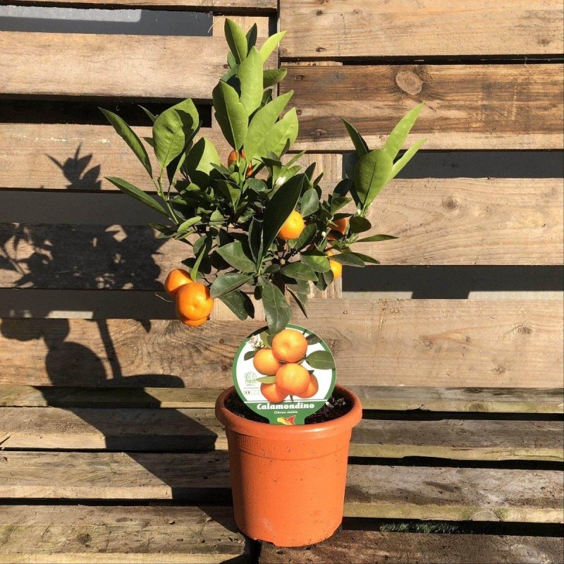 Mini Citrus Bundle - Buy Plants Online from  Web Garden Centre - Just £75! 