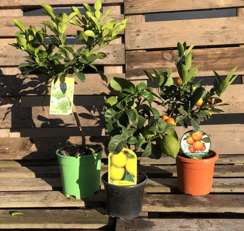 Mini Citrus Bundle - Buy Plants Online from  Web Garden Centre - Just £75! 