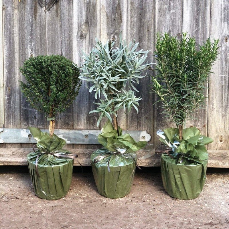 Mini Herb Garden Trio - Web Garden Centre