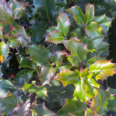 Mini Holly Bush 20-30cm 2L - Buy Plants Online from  Web Garden Centre - Just £18.50! 