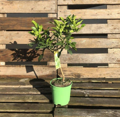 Mini Kaffir Lime Citrus Tree 20-25cm 1.5L - Web Garden Centre