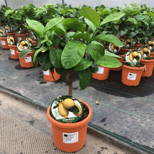 Mini Lemon Citrus Tree 40-60cm 1.5L - Web Garden Centre