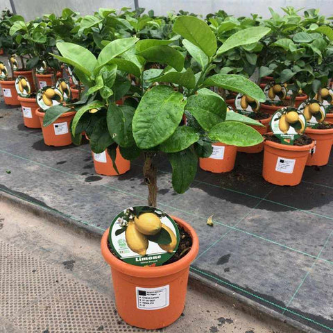 Mini Lemon Citrus Tree 40-60cm 1.5L - Buy Plants Online from  Web Garden Centre - Free Delivery