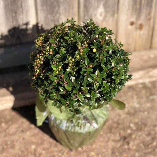 Mini Myrtle 50cm 1.5L - Buy Plants Online from  Web Garden Centre - Free Delivery