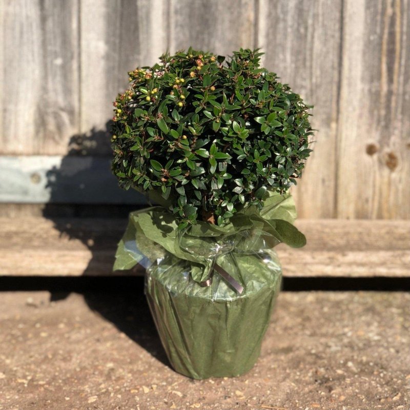 Mini Myrtle 50cm 1.5L - Buy Plants Online from  Web Garden Centre - Just £35! 