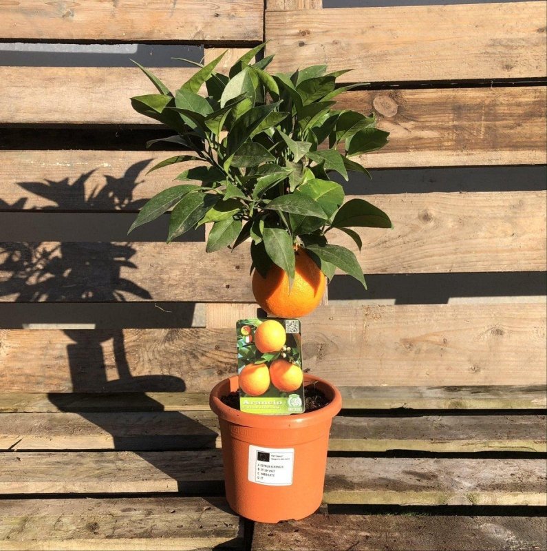Mini Orange Citrus Tree 40-60cm 2L - Buy Plants Online from  Web Garden Centre - Just £35! 