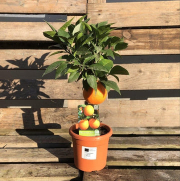 Mini Orange Citrus Tree 25-30cm 2L - Web Garden Centre