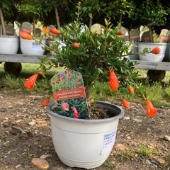 Mini Stem Pomegranate 30-50cm 1L - Buy Plants Online from  Web Garden Centre - Just £28.50! 