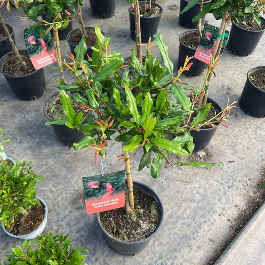 Mini Stem Pomegranate 60-80cm 3L - Buy Plants Online from  Web Garden Centre - Just £40! 
