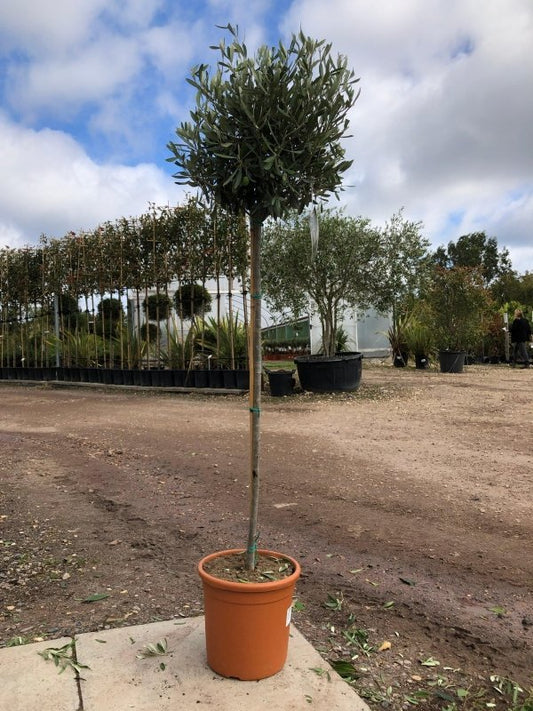 Olive Tree Standards 160-170cm 10L - Web Garden Centre