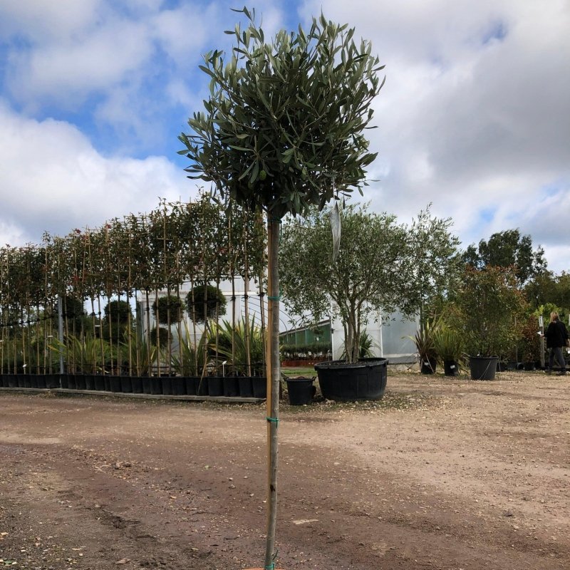 Olive Tree Standards 160-170cm 10L - Web Garden Centre