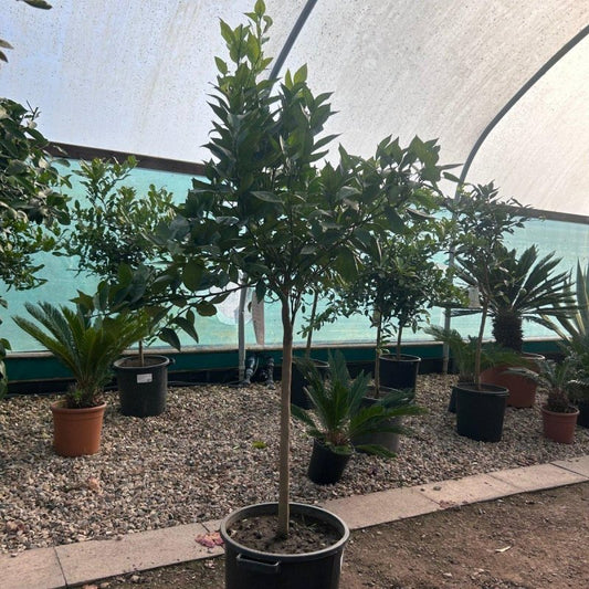 Orange Citrus Tree 180-200cm 30L - Web Garden Centre