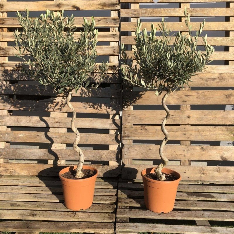 Pair of Single Corkscrew Olive Tree 140-160cm 12L - Web Garden Centre