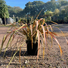 Phormium 'Jester' 60-80cm 10L - Buy Plants Online from  Web Garden Centre - Just £40! 