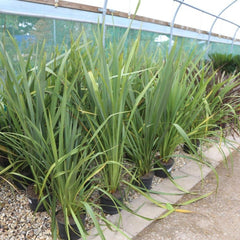Phormium Tenax Green 100cm 7L - Web Garden Centre