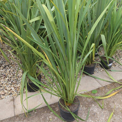 Phormium Tenax Green 100cm 7L - Web Garden Centre
