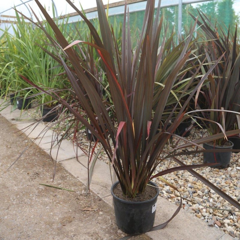 Phormium Tenax Purpureum 80-100cm 7L - Web Garden Centre