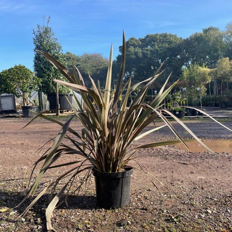 Phormium Tenax Sundowner 60cm 10L - Buy Plants Online from  Web Garden Centre - Just £40! 