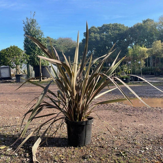 Phormium Tenax Sundowner 60cm 10L - Buy Plants Online from  Web Garden Centre - Just £45! 
