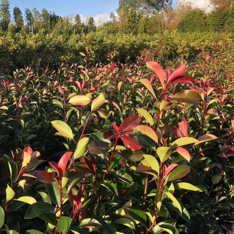 Photinia x Fraseri 'Red Robin' Container Grown Hedging Plant - Buy Plants Online from  Web Garden Centre - Just £27.50! 