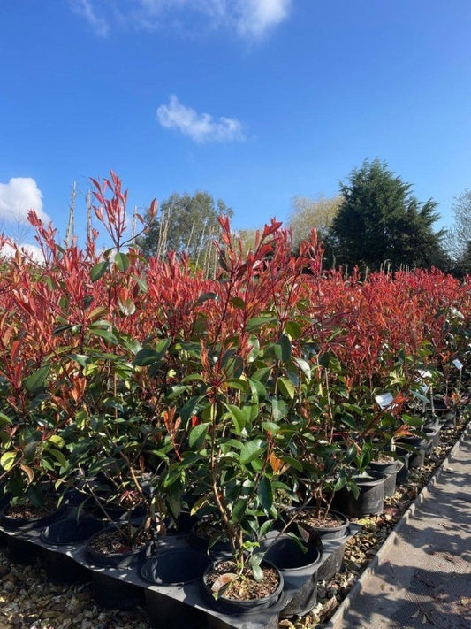 Photinia x Fraseri 'Red Robin' Container Grown Hedging Plant - Web Garden Centre