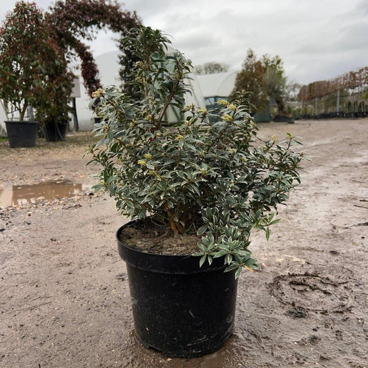 Pieris jap. 'Little Heath' 60-80cm 10L - Buy Plants Online from  Web Garden Centre - Just £35.50! 