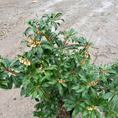 Pieris jap. 'Mountain Fire' 50cm 10L - Buy Plants Online from  Web Garden Centre - Just £35.50! 