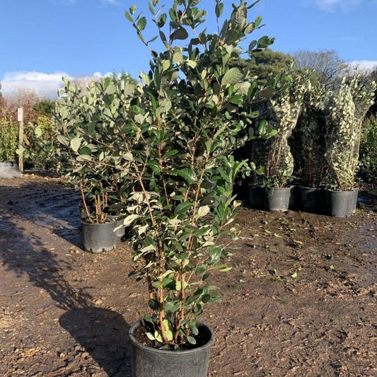 Pineapple Guava - Feijoa Sellowiana 100-120cm 9L - Buy Plants Online from  Web Garden Centre - Just £45! 